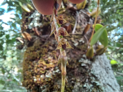 Bulbophyllum encephalodes