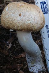 Agaricus nanaugustus