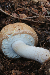Agaricus nanaugustus