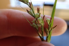 Scleria muehlenbergii