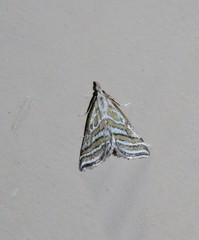 Leptosteges parthenialis
