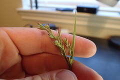 Scleria muehlenbergii