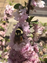 Bombus ternarius