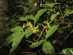 Forchhammeria trifoliata