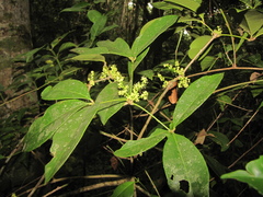 Forchhammeria trifoliata