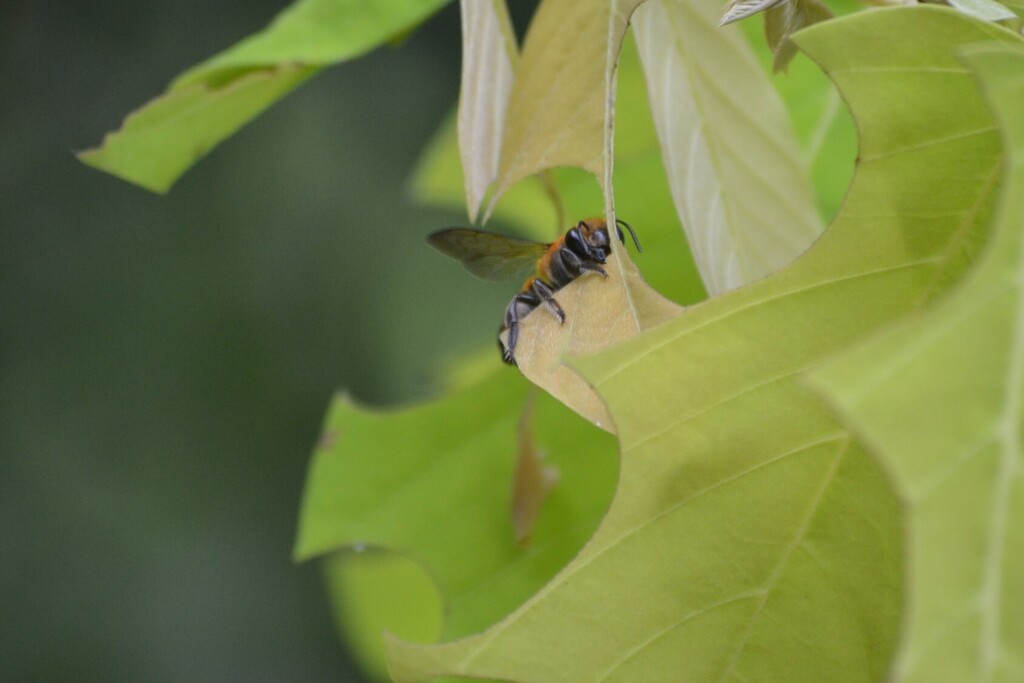 Megachile laticeps