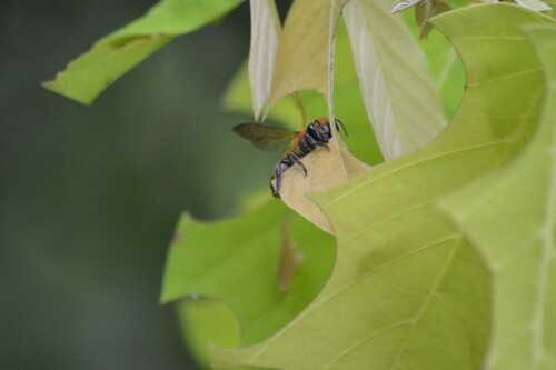 Megachile laticeps