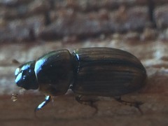 Labarrus cincticulus