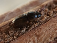 Labarrus cincticulus