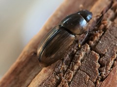 Labarrus cincticulus