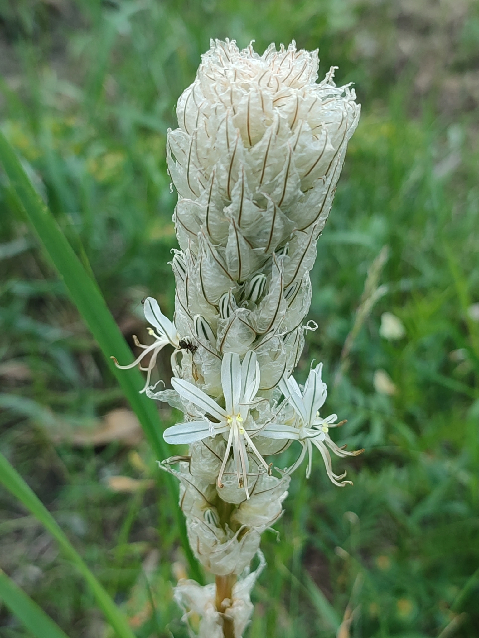 White King's-Spear (Asphodeline taurica)