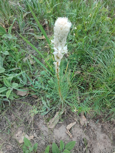 Asphodeline taurica, photograph 5