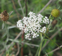 Apiaceae