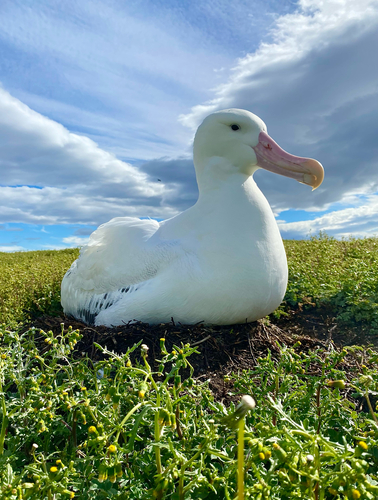 Snowy Albatross, TF, photo 10 of 10