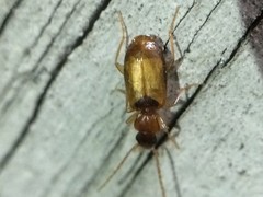 Axinopalpus fusciceps