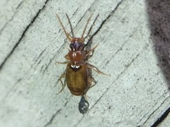 Axinopalpus fusciceps