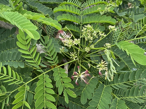 Albizia retusa iNat (1)
