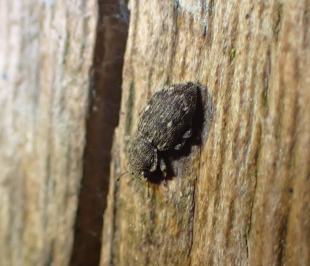 Coxelus pictus