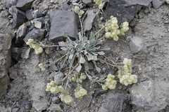 Physaria didymocarpa
