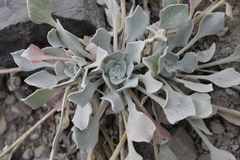 Physaria didymocarpa