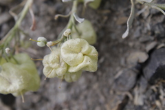 Physaria didymocarpa