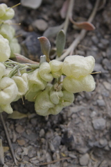 Physaria didymocarpa