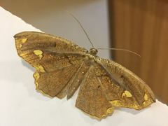 Pareumelea eugeniata