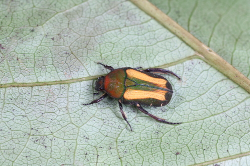 Glycyphana illusa