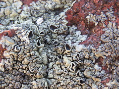 Xanthoparmelia novomexicana