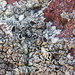 New Mexican Rock-Shield - Photo (c) Chris Wagner-Coshland, some rights reserved (CC BY-NC), uploaded by Chris Wagner-Coshland