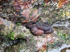 Eriphides hispida