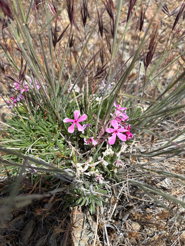 Yreka phlox (Phlox hirsuta)