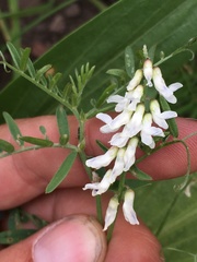 Vicia pulchella