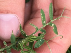 Vicia pulchella