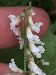 Vicia pulchella