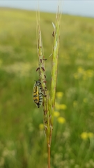 Hycleus holosericeus