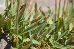 Raillardella scaposa