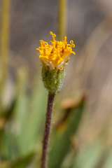 Raillardella scaposa