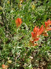 Castilleja integra