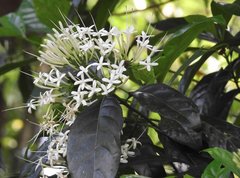 Pavetta hongkongensis