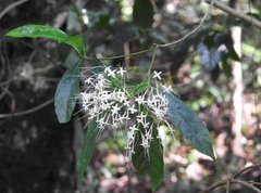 Pavetta hongkongensis