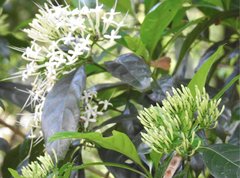 Pavetta hongkongensis