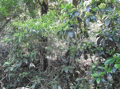 Pavetta hongkongensis