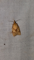 Cenopis reticulatana