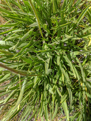 Raillardella scaposa