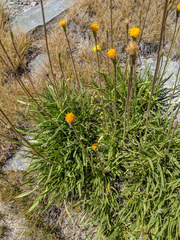 Raillardella scaposa