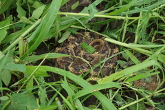 Crotalus simus