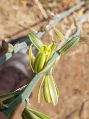 Albuca glauca