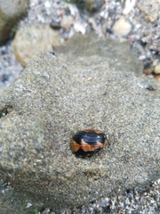 Nerita funiculata