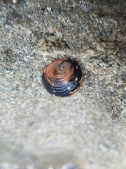Nerita funiculata